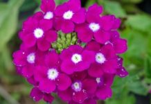 Bahçelerde, balkonlarda ve park alanlarında sıkça karşılaşılan Mine Çiçeği, zarif görünümü ve renkli çiçekleriyle dikkat çeken popüler bir süs bitkisidir. Özellikle yaz aylarında yoğun şekilde çiçek açan Mine Çiçeği, bulunduğu ortama canlılık ve estetik bir hava kazandırır. Dayanıklı yapısı sayesinde hem amatör hem de deneyimli bitki yetiştiricileri tarafından tercih edilir. Konulu bir haber görseli.