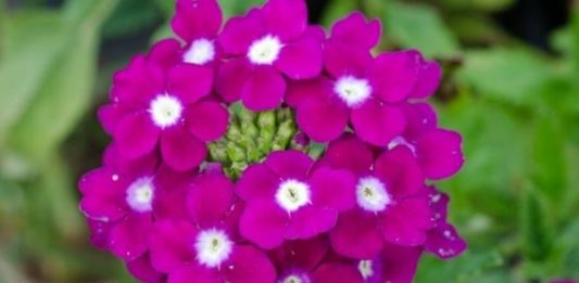 Bahçelerde, balkonlarda ve park alanlarında sıkça karşılaşılan Mine Çiçeği, zarif görünümü ve renkli çiçekleriyle dikkat çeken popüler bir süs bitkisidir. Özellikle yaz aylarında yoğun şekilde çiçek açan Mine Çiçeği, bulunduğu ortama canlılık ve estetik bir hava kazandırır. Dayanıklı yapısı sayesinde hem amatör hem de deneyimli bitki yetiştiricileri tarafından tercih edilir. Konulu bir haber görseli.