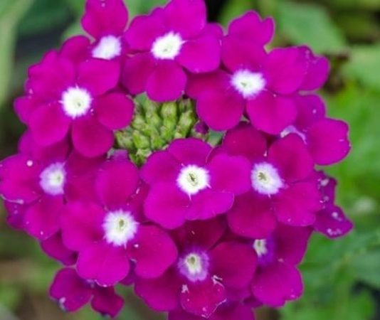 Bahçelerde, balkonlarda ve park alanlarında sıkça karşılaşılan Mine Çiçeği, zarif görünümü ve renkli çiçekleriyle dikkat çeken popüler bir süs bitkisidir. Özellikle yaz aylarında yoğun şekilde çiçek açan Mine Çiçeği, bulunduğu ortama canlılık ve estetik bir hava kazandırır. Dayanıklı yapısı sayesinde hem amatör hem de deneyimli bitki yetiştiricileri tarafından tercih edilir. Konulu bir haber görseli.