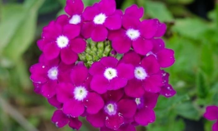 Bahçelerde, balkonlarda ve park alanlarında sıkça karşılaşılan Mine Çiçeği, zarif görünümü ve renkli çiçekleriyle dikkat çeken popüler bir süs bitkisidir. Özellikle yaz aylarında yoğun şekilde çiçek açan Mine Çiçeği, bulunduğu ortama canlılık ve estetik bir hava kazandırır. Dayanıklı yapısı sayesinde hem amatör hem de deneyimli bitki yetiştiricileri tarafından tercih edilir. Konulu bir haber görseli.