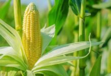 Dünyada en çok üretilen tahıllardan biri olan mısır, hem insan beslenmesinde hem de sanayi alanında geniş kullanım alanına sahiptir. Anadolu mutfağında da önemli bir yere sahip olan mısır, haşlama, közleme, un ve yağ formunda farklı şekillerde tüketilebilmektedir. Yüksek besin değeri ve enerji içeriği sayesinde günlük beslenme düzeninde sıkça tercih edilen bir tahıldır. Konulu bir haber görseli.