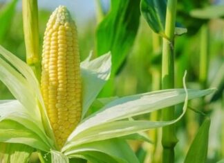 Dünyada en çok üretilen tahıllardan biri olan mısır, hem insan beslenmesinde hem de sanayi alanında geniş kullanım alanına sahiptir. Anadolu mutfağında da önemli bir yere sahip olan mısır, haşlama, közleme, un ve yağ formunda farklı şekillerde tüketilebilmektedir. Yüksek besin değeri ve enerji içeriği sayesinde günlük beslenme düzeninde sıkça tercih edilen bir tahıldır. Konulu bir haber görseli.