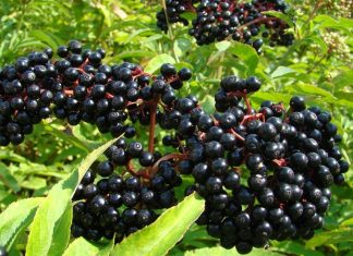 Mürver, halk arasında genellikle şifalı bitki olarak bilinen ve morumsu siyah meyveleri ile tanınan bir bitkidir. Özellikle Avrupa ve Asya'nın bazı bölgelerinde yetişen Mürver, yüzyıllardır doğal tedavi yöntemlerinde kullanılmıştır. Meyveleri, çiçekleri ve yapraklarıyla farklı şekillerde değerlendirilen bu bitki, bağışıklık sistemini güçlendiren ve vücudu koruyan doğal bileşikler içerir. Taze veya kurutulmuş olarak tüketilen Mürver, çay, şurup veya takviye ürünlerinde sıklıkla tercih edilir. Konulu bir haber görseli.