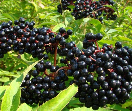 Mürver, halk arasında genellikle şifalı bitki olarak bilinen ve morumsu siyah meyveleri ile tanınan bir bitkidir. Özellikle Avrupa ve Asya'nın bazı bölgelerinde yetişen Mürver, yüzyıllardır doğal tedavi yöntemlerinde kullanılmıştır. Meyveleri, çiçekleri ve yapraklarıyla farklı şekillerde değerlendirilen bu bitki, bağışıklık sistemini güçlendiren ve vücudu koruyan doğal bileşikler içerir. Taze veya kurutulmuş olarak tüketilen Mürver, çay, şurup veya takviye ürünlerinde sıklıkla tercih edilir. Konulu bir haber görseli.