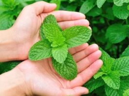 Geleneksel mutfak kültürünün vazgeçilmez aromalarından biri olan Nane, aynı zamanda sağlık alanında da uzun yıllardır kullanılan şifalı bitkiler arasında yer alır. Ferahlatıcı kokusu ve serinletici etkisiyle bilinen bu bitki, hem taze hem de kurutulmuş formda tüketilebilmektedir. Peki, Nane nedir ve neden bu kadar yaygın şekilde tercih edilmektedir? Konulu bir haber görseli.