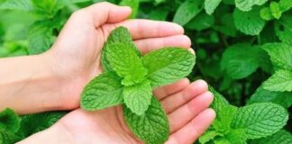 Geleneksel mutfak kültürünün vazgeçilmez aromalarından biri olan Nane, aynı zamanda sağlık alanında da uzun yıllardır kullanılan şifalı bitkiler arasında yer alır. Ferahlatıcı kokusu ve serinletici etkisiyle bilinen bu bitki, hem taze hem de kurutulmuş formda tüketilebilmektedir. Peki, Nane nedir ve neden bu kadar yaygın şekilde tercih edilmektedir? Konulu bir haber görseli.