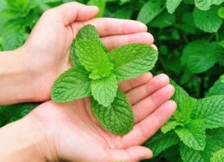 Geleneksel mutfak kültürünün vazgeçilmez aromalarından biri olan Nane, aynı zamanda sağlık alanında da uzun yıllardır kullanılan şifalı bitkiler arasında yer alır. Ferahlatıcı kokusu ve serinletici etkisiyle bilinen bu bitki, hem taze hem de kurutulmuş formda tüketilebilmektedir. Peki, Nane nedir ve neden bu kadar yaygın şekilde tercih edilmektedir? Konulu bir haber görseli.