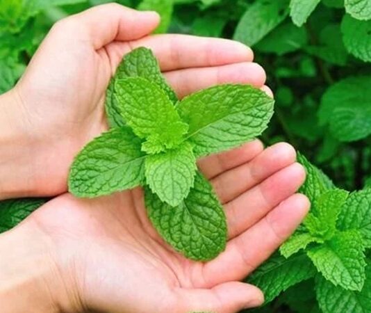 Geleneksel mutfak kültürünün vazgeçilmez aromalarından biri olan Nane, aynı zamanda sağlık alanında da uzun yıllardır kullanılan şifalı bitkiler arasında yer alır. Ferahlatıcı kokusu ve serinletici etkisiyle bilinen bu bitki, hem taze hem de kurutulmuş formda tüketilebilmektedir. Peki, Nane nedir ve neden bu kadar yaygın şekilde tercih edilmektedir? Konulu bir haber görseli.