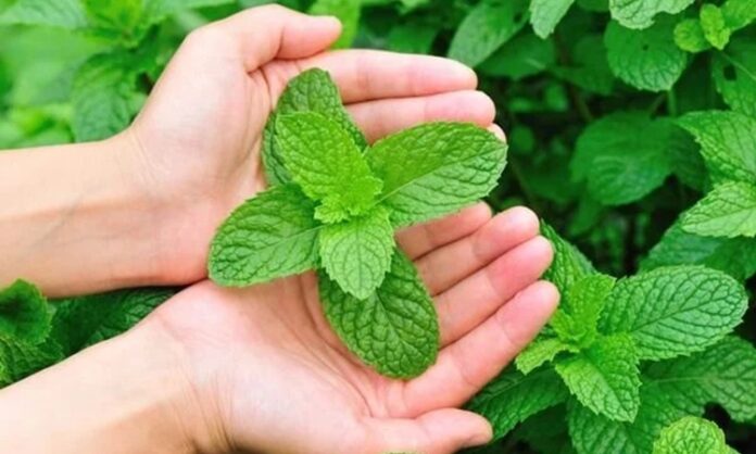 Geleneksel mutfak kültürünün vazgeçilmez aromalarından biri olan Nane, aynı zamanda sağlık alanında da uzun yıllardır kullanılan şifalı bitkiler arasında yer alır. Ferahlatıcı kokusu ve serinletici etkisiyle bilinen bu bitki, hem taze hem de kurutulmuş formda tüketilebilmektedir. Peki, Nane nedir ve neden bu kadar yaygın şekilde tercih edilmektedir? Konulu bir haber görseli.