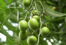 Neem, özellikle Güney Asya’da yetişen ve yüzyıllardır geleneksel tıpta kullanılan bir ağaç türüdür. Yaprakları, kabukları ve tohumlarıyla farklı şekillerde tüketilen Neem, sağlığa birçok açıdan katkı sağlar. Doğal içerikleri sayesinde bağışıklık sistemini destekler, cilt sağlığını iyileştirir ve vücudu toksinlerden arındırmaya yardımcı olur. Konulu bir haber görseli.