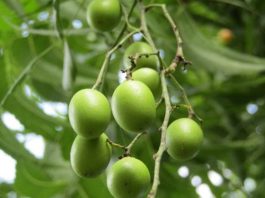 Neem Nedir? Neem’in Faydaları Nelerdir? Neem, özellikle Güney Asya’da yetişen ve yüzyıllardır geleneksel tıpta kullanılan bir ağaç türüdür. Yaprakları, kabukları ve tohumlarıyla farklı şekillerde tüketilen Neem, sağlığa birçok açıdan katkı sağlar. Doğal içerikleri sayesinde bağışıklık sistemini destekler, cilt sağlığını iyileştirir ve vücudu toksinlerden arındırmaya yardımcı olur. Konulu bir haber görseli.