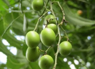 Neem, özellikle Güney Asya’da yetişen ve yüzyıllardır geleneksel tıpta kullanılan bir ağaç türüdür. Yaprakları, kabukları ve tohumlarıyla farklı şekillerde tüketilen Neem, sağlığa birçok açıdan katkı sağlar. Doğal içerikleri sayesinde bağışıklık sistemini destekler, cilt sağlığını iyileştirir ve vücudu toksinlerden arındırmaya yardımcı olur. Konulu bir haber görseli.