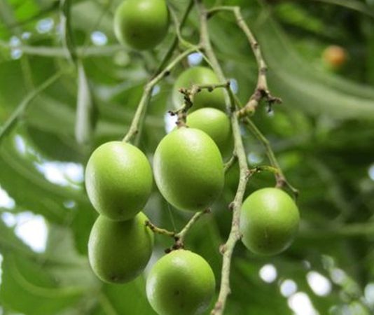 Neem, özellikle Güney Asya’da yetişen ve yüzyıllardır geleneksel tıpta kullanılan bir ağaç türüdür. Yaprakları, kabukları ve tohumlarıyla farklı şekillerde tüketilen Neem, sağlığa birçok açıdan katkı sağlar. Doğal içerikleri sayesinde bağışıklık sistemini destekler, cilt sağlığını iyileştirir ve vücudu toksinlerden arındırmaya yardımcı olur. Konulu bir haber görseli.