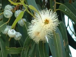 Okaliptüs, hızlı büyüyen ve hoş kokulu yapraklarıyla bilinen, genellikle sıcak iklimlerde yetişen uzun boylu bir ağaç türüdür. Bilimsel olarak Eucalyptus cinsine ait olan okaliptüs ağacı, anavatanı Avustralya olan ve dünyanın farklı bölgelerine yayılmış bir bitkidir. Günümüzde Akdeniz ikliminin görüldüğü pek çok ülkede yetiştirilen bu ağaç, hem ekonomik hem de çevresel açıdan önemli bir yere sahiptir. Konulu bir haber görseli.