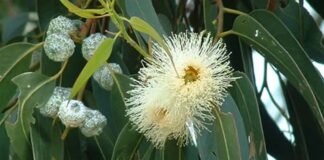 Okaliptüs, hızlı büyüyen ve hoş kokulu yapraklarıyla bilinen, genellikle sıcak iklimlerde yetişen uzun boylu bir ağaç türüdür. Bilimsel olarak Eucalyptus cinsine ait olan okaliptüs ağacı, anavatanı Avustralya olan ve dünyanın farklı bölgelerine yayılmış bir bitkidir. Günümüzde Akdeniz ikliminin görüldüğü pek çok ülkede yetiştirilen bu ağaç, hem ekonomik hem de çevresel açıdan önemli bir yere sahiptir. Konulu bir haber görseli.