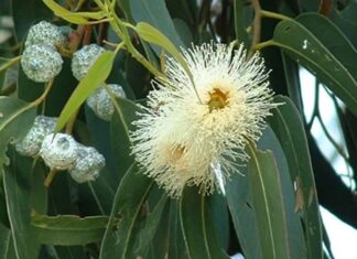 Okaliptüs, hızlı büyüyen ve hoş kokulu yapraklarıyla bilinen, genellikle sıcak iklimlerde yetişen uzun boylu bir ağaç türüdür. Bilimsel olarak Eucalyptus cinsine ait olan okaliptüs ağacı, anavatanı Avustralya olan ve dünyanın farklı bölgelerine yayılmış bir bitkidir. Günümüzde Akdeniz ikliminin görüldüğü pek çok ülkede yetiştirilen bu ağaç, hem ekonomik hem de çevresel açıdan önemli bir yere sahiptir. Konulu bir haber görseli.