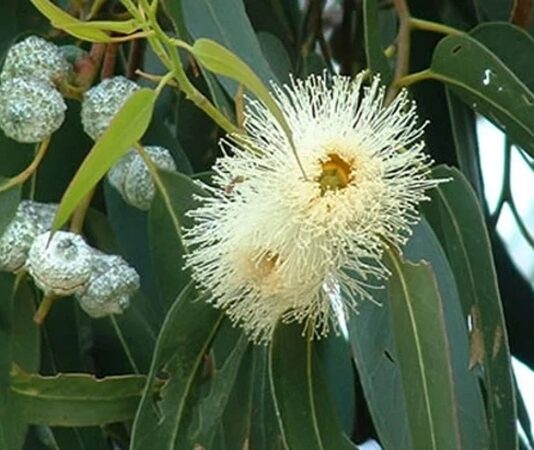 Okaliptüs, hızlı büyüyen ve hoş kokulu yapraklarıyla bilinen, genellikle sıcak iklimlerde yetişen uzun boylu bir ağaç türüdür. Bilimsel olarak Eucalyptus cinsine ait olan okaliptüs ağacı, anavatanı Avustralya olan ve dünyanın farklı bölgelerine yayılmış bir bitkidir. Günümüzde Akdeniz ikliminin görüldüğü pek çok ülkede yetiştirilen bu ağaç, hem ekonomik hem de çevresel açıdan önemli bir yere sahiptir. Konulu bir haber görseli.