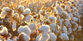 Doğal lif kaynakları arasında en yaygın kullanılan ürünlerden biri olan Pamuk, tekstil sektörünün temel hammaddelerinden biridir. Yumuşak dokusu, nefes alabilir yapısı ve dayanıklılığı sayesinde insanlık tarihinin en eski dönemlerinden bu yana kullanılmaktadır. Günümüzde kıyafetten ev tekstiline, sağlık ürünlerinden sanayi malzemelerine kadar geniş bir kullanım alanına sahiptir. Tarımsal üretimde önemli bir yere sahip olan Pamuk, aynı zamanda birçok ülke ekonomisi için stratejik bir üründür. Konulu bir haber görseli.