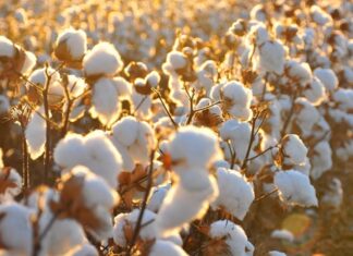 Doğal lif kaynakları arasında en yaygın kullanılan ürünlerden biri olan Pamuk, tekstil sektörünün temel hammaddelerinden biridir. Yumuşak dokusu, nefes alabilir yapısı ve dayanıklılığı sayesinde insanlık tarihinin en eski dönemlerinden bu yana kullanılmaktadır. Günümüzde kıyafetten ev tekstiline, sağlık ürünlerinden sanayi malzemelerine kadar geniş bir kullanım alanına sahiptir. Tarımsal üretimde önemli bir yere sahip olan Pamuk, aynı zamanda birçok ülke ekonomisi için stratejik bir üründür. Konulu bir haber görseli.
