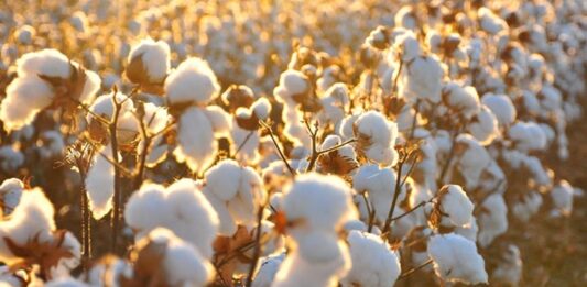 Pamuk Nedir? Pamuk’un Faydaları Nelerdir? Doğal lif kaynakları arasında en yaygın kullanılan ürünlerden biri olan Pamuk, tekstil sektörünün temel hammaddelerinden biridir. Yumuşak dokusu, nefes alabilir yapısı ve dayanıklılığı sayesinde insanlık tarihinin en eski dönemlerinden bu yana kullanılmaktadır. Günümüzde kıyafetten ev tekstiline, sağlık ürünlerinden sanayi malzemelerine kadar geniş bir kullanım alanına sahiptir. Tarımsal üretimde önemli bir yere sahip olan Pamuk, aynı zamanda birçok ülke ekonomisi için stratejik bir üründür. Konulu bir haber görseli.