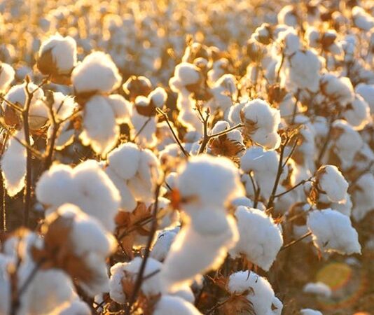 Doğal lif kaynakları arasında en yaygın kullanılan ürünlerden biri olan Pamuk, tekstil sektörünün temel hammaddelerinden biridir. Yumuşak dokusu, nefes alabilir yapısı ve dayanıklılığı sayesinde insanlık tarihinin en eski dönemlerinden bu yana kullanılmaktadır. Günümüzde kıyafetten ev tekstiline, sağlık ürünlerinden sanayi malzemelerine kadar geniş bir kullanım alanına sahiptir. Tarımsal üretimde önemli bir yere sahip olan Pamuk, aynı zamanda birçok ülke ekonomisi için stratejik bir üründür. Konulu bir haber görseli.