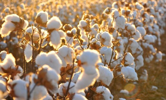 Doğal lif kaynakları arasında en yaygın kullanılan ürünlerden biri olan Pamuk, tekstil sektörünün temel hammaddelerinden biridir. Yumuşak dokusu, nefes alabilir yapısı ve dayanıklılığı sayesinde insanlık tarihinin en eski dönemlerinden bu yana kullanılmaktadır. Günümüzde kıyafetten ev tekstiline, sağlık ürünlerinden sanayi malzemelerine kadar geniş bir kullanım alanına sahiptir. Tarımsal üretimde önemli bir yere sahip olan Pamuk, aynı zamanda birçok ülke ekonomisi için stratejik bir üründür. Konulu bir haber görseli.