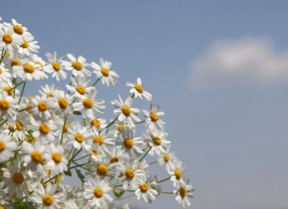 Doğal bitkiler arasında hem görüntüsü hem de sağlığa olan katkılarıyla öne çıkan Papatya, yüzyıllardır kullanılan şifalı bitkilerden biridir. Beyaz yaprakları ve sarı ortasıyla tanınan bu zarif çiçek, özellikle çay formunda tüketildiğinde sakinleştirici etkisiyle bilinir. Peki, Papatya nedir ve neden bu kadar yaygın şekilde tercih edilmektedir? Konulu bir haber görseli.