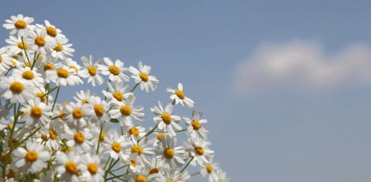 Papatya Nedir? Papatya’nın Faydaları Nelerdir? Doğal bitkiler arasında hem görüntüsü hem de sağlığa olan katkılarıyla öne çıkan Papatya, yüzyıllardır kullanılan şifalı bitkilerden biridir. Beyaz yaprakları ve sarı ortasıyla tanınan bu zarif çiçek, özellikle çay formunda tüketildiğinde sakinleştirici etkisiyle bilinir. Peki, Papatya nedir ve neden bu kadar yaygın şekilde tercih edilmektedir? Konulu bir haber görseli.