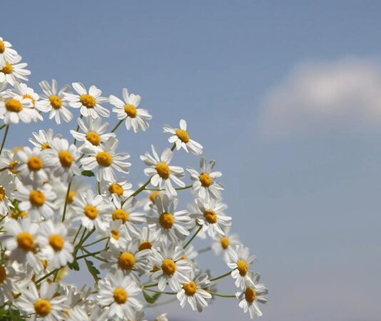 Doğal bitkiler arasında hem görüntüsü hem de sağlığa olan katkılarıyla öne çıkan Papatya, yüzyıllardır kullanılan şifalı bitkilerden biridir. Beyaz yaprakları ve sarı ortasıyla tanınan bu zarif çiçek, özellikle çay formunda tüketildiğinde sakinleştirici etkisiyle bilinir. Peki, Papatya nedir ve neden bu kadar yaygın şekilde tercih edilmektedir? Konulu bir haber görseli.
