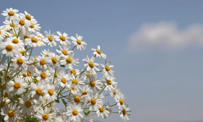Doğal bitkiler arasında hem görüntüsü hem de sağlığa olan katkılarıyla öne çıkan Papatya, yüzyıllardır kullanılan şifalı bitkilerden biridir. Beyaz yaprakları ve sarı ortasıyla tanınan bu zarif çiçek, özellikle çay formunda tüketildiğinde sakinleştirici etkisiyle bilinir. Peki, Papatya nedir ve neden bu kadar yaygın şekilde tercih edilmektedir? Konulu bir haber görseli.