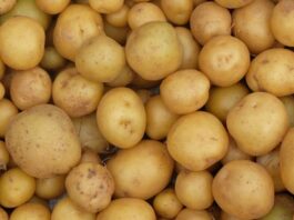 Dünya genelinde en çok tüketilen besinlerden biri olan patates, hem ekonomik hem de doyurucu yapısıyla mutfakların temel gıdaları arasında yer alır. Toprak altında yetişen bir kök sebze olan patates, farklı pişirme yöntemleriyle hazırlanabilir ve pek çok yemeğin ana malzemesi olarak kullanılabilir. Haşlama, fırınlama, kızartma ya da püre şeklinde tüketilebilen bu besin, çok yönlü kullanım avantajı sunar. Konulu bir haber görseli.