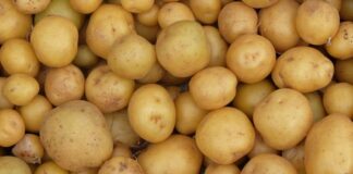 Dünya genelinde en çok tüketilen besinlerden biri olan patates, hem ekonomik hem de doyurucu yapısıyla mutfakların temel gıdaları arasında yer alır. Toprak altında yetişen bir kök sebze olan patates, farklı pişirme yöntemleriyle hazırlanabilir ve pek çok yemeğin ana malzemesi olarak kullanılabilir. Haşlama, fırınlama, kızartma ya da püre şeklinde tüketilebilen bu besin, çok yönlü kullanım avantajı sunar. Konulu bir haber görseli.