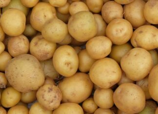 Dünya genelinde en çok tüketilen besinlerden biri olan patates, hem ekonomik hem de doyurucu yapısıyla mutfakların temel gıdaları arasında yer alır. Toprak altında yetişen bir kök sebze olan patates, farklı pişirme yöntemleriyle hazırlanabilir ve pek çok yemeğin ana malzemesi olarak kullanılabilir. Haşlama, fırınlama, kızartma ya da püre şeklinde tüketilebilen bu besin, çok yönlü kullanım avantajı sunar. Konulu bir haber görseli.