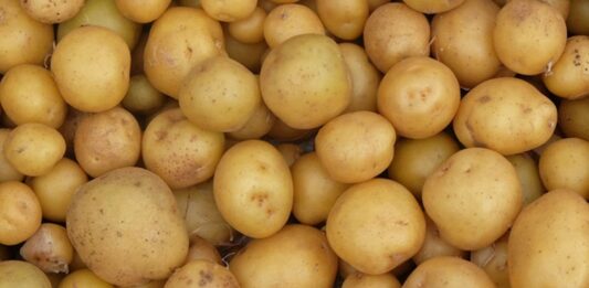 Patates Nedir? Patates’in Faydaları Nelerdir? Dünya genelinde en çok tüketilen besinlerden biri olan patates, hem ekonomik hem de doyurucu yapısıyla mutfakların temel gıdaları arasında yer alır. Toprak altında yetişen bir kök sebze olan patates, farklı pişirme yöntemleriyle hazırlanabilir ve pek çok yemeğin ana malzemesi olarak kullanılabilir. Haşlama, fırınlama, kızartma ya da püre şeklinde tüketilebilen bu besin, çok yönlü kullanım avantajı sunar. Konulu bir haber görseli.