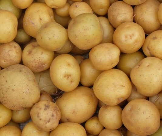 Dünya genelinde en çok tüketilen besinlerden biri olan patates, hem ekonomik hem de doyurucu yapısıyla mutfakların temel gıdaları arasında yer alır. Toprak altında yetişen bir kök sebze olan patates, farklı pişirme yöntemleriyle hazırlanabilir ve pek çok yemeğin ana malzemesi olarak kullanılabilir. Haşlama, fırınlama, kızartma ya da püre şeklinde tüketilebilen bu besin, çok yönlü kullanım avantajı sunar. Konulu bir haber görseli.