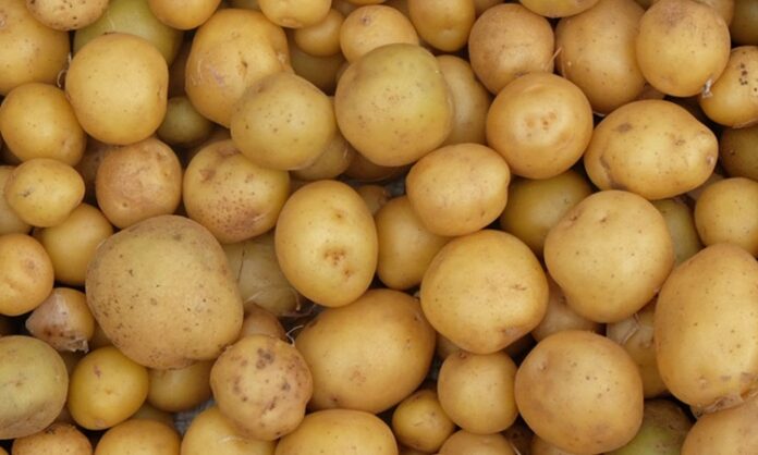 Patates Nedir Patates'in Faydaları Nelerdir Dünya genelinde en çok tüketilen besinlerden biri olan patates, hem ekonomik hem de doyurucu yapısıyla mutfakların temel gıdaları arasında yer alır. Toprak altında yetişen bir kök sebze olan patates, farklı pişirme yöntemleriyle hazırlanabilir ve pek çok yemeğin ana malzemesi olarak kullanılabilir. Haşlama, fırınlama, kızartma ya da püre şeklinde tüketilebilen bu besin, çok yönlü kullanım avantajı sunar. Konulu bir haber görseli.