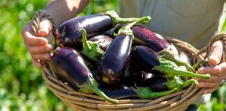 Türk mutfağının en sevilen sebzelerinden biri olan patlıcan, kendine özgü aroması ve yumuşak dokusuyla pek çok yemeğin temel malzemesi olarak kullanılır. Közlemeden kızartmaya, fırın yemeklerinden tencere yemeklerine kadar geniş bir kullanım alanına sahip olan patlıcan, hem lezzeti hem de besleyici özellikleriyle dikkat çeker. Mor rengiyle öne çıkan bu sebze, sofralarda estetik bir görünüm de sunar. Konulu bir haber görseli.