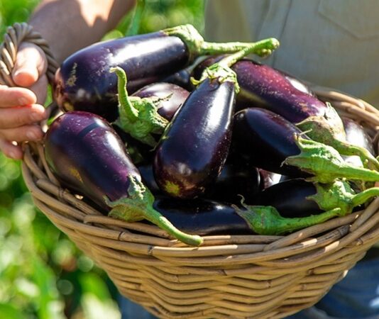 Türk mutfağının en sevilen sebzelerinden biri olan patlıcan, kendine özgü aroması ve yumuşak dokusuyla pek çok yemeğin temel malzemesi olarak kullanılır. Közlemeden kızartmaya, fırın yemeklerinden tencere yemeklerine kadar geniş bir kullanım alanına sahip olan patlıcan, hem lezzeti hem de besleyici özellikleriyle dikkat çeker. Mor rengiyle öne çıkan bu sebze, sofralarda estetik bir görünüm de sunar. Konulu bir haber görseli.