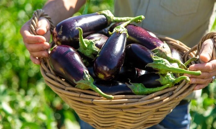 Türk mutfağının en sevilen sebzelerinden biri olan patlıcan, kendine özgü aroması ve yumuşak dokusuyla pek çok yemeğin temel malzemesi olarak kullanılır. Közlemeden kızartmaya, fırın yemeklerinden tencere yemeklerine kadar geniş bir kullanım alanına sahip olan patlıcan, hem lezzeti hem de besleyici özellikleriyle dikkat çeker. Mor rengiyle öne çıkan bu sebze, sofralarda estetik bir görünüm de sunar. Konulu bir haber görseli.