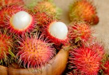 Tropikal meyveler arasında görüntüsüyle en dikkat çeken türlerden biri olan Rambutan, son yıllarda sağlıklı beslenme listelerinde daha sık yer almaya başlamıştır. Kırmızı ve tüylü kabuğuyla ilk bakışta farklı bir izlenim oluşturan bu meyve, iç kısmında şeffaf ve sulu bir et barındırır. Bilimsel adı Nephelium lappaceum olan rambutan, Güneydoğu Asya kökenlidir ve özellikle Malezya, Tayland ve Endonezya’da yaygın olarak yetiştirilmektedir. Türkiye’de ithal ürün reyonlarında sınırlı da olsa bulunabilen rambutan meyvesi, egzotik lezzet arayanların ilgisini çekmektedir. Konulu bir haber görseli.