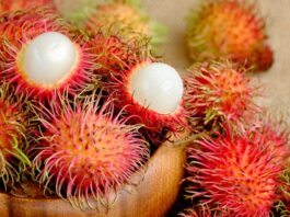 Tropikal meyveler arasında görüntüsüyle en dikkat çeken türlerden biri olan Rambutan, son yıllarda sağlıklı beslenme listelerinde daha sık yer almaya başlamıştır. Kırmızı ve tüylü kabuğuyla ilk bakışta farklı bir izlenim oluşturan bu meyve, iç kısmında şeffaf ve sulu bir et barındırır. Bilimsel adı Nephelium lappaceum olan rambutan, Güneydoğu Asya kökenlidir ve özellikle Malezya, Tayland ve Endonezya’da yaygın olarak yetiştirilmektedir. Türkiye’de ithal ürün reyonlarında sınırlı da olsa bulunabilen rambutan meyvesi, egzotik lezzet arayanların ilgisini çekmektedir. Konulu bir haber görseli.