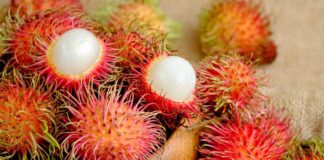 Tropikal meyveler arasında görüntüsüyle en dikkat çeken türlerden biri olan Rambutan, son yıllarda sağlıklı beslenme listelerinde daha sık yer almaya başlamıştır. Kırmızı ve tüylü kabuğuyla ilk bakışta farklı bir izlenim oluşturan bu meyve, iç kısmında şeffaf ve sulu bir et barındırır. Bilimsel adı Nephelium lappaceum olan rambutan, Güneydoğu Asya kökenlidir ve özellikle Malezya, Tayland ve Endonezya’da yaygın olarak yetiştirilmektedir. Türkiye’de ithal ürün reyonlarında sınırlı da olsa bulunabilen rambutan meyvesi, egzotik lezzet arayanların ilgisini çekmektedir. Konulu bir haber görseli.