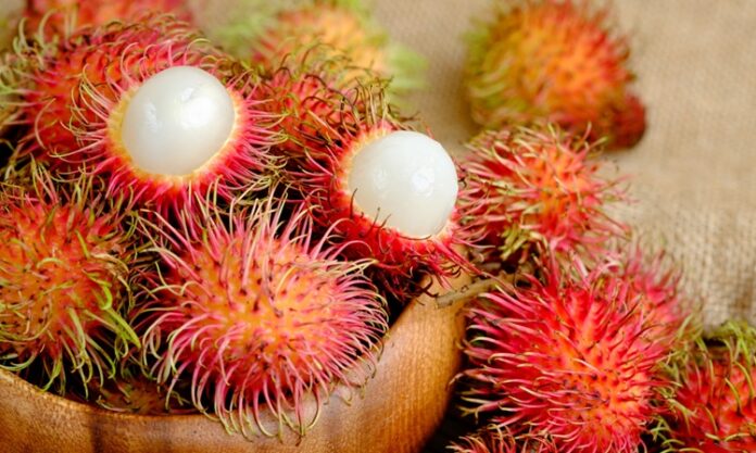 Tropikal meyveler arasında görüntüsüyle en dikkat çeken türlerden biri olan Rambutan, son yıllarda sağlıklı beslenme listelerinde daha sık yer almaya başlamıştır. Kırmızı ve tüylü kabuğuyla ilk bakışta farklı bir izlenim oluşturan bu meyve, iç kısmında şeffaf ve sulu bir et barındırır. Bilimsel adı Nephelium lappaceum olan rambutan, Güneydoğu Asya kökenlidir ve özellikle Malezya, Tayland ve Endonezya’da yaygın olarak yetiştirilmektedir. Türkiye’de ithal ürün reyonlarında sınırlı da olsa bulunabilen rambutan meyvesi, egzotik lezzet arayanların ilgisini çekmektedir. Konulu bir haber görseli.