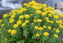 Rodiola, stresle mücadelede ve enerji artırıcı özellikleriyle bilinen, geleneksel tıpta yüzyıllardır kullanılan bir bitkidir. Soğuk iklim bitkisi olan rodiola, özellikle Kuzey Avrupa ve Asya’nın dağlık bölgelerinde yetişir. Bitkinin kök kısmı, içerdiği antioksidan, flavonoid ve aktif bileşikler sayesinde zihinsel ve fiziksel dayanıklılığı artırmak için kullanılır. Son yıllarda modern araştırmalar da rodiolanın adaptogen etkilerini destekleyerek, stres yönetimi ve enerji metabolizmasında etkili olduğunu göstermektedir. Konulu bir haber görseli.