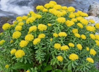 Rodiola, stresle mücadelede ve enerji artırıcı özellikleriyle bilinen, geleneksel tıpta yüzyıllardır kullanılan bir bitkidir. Soğuk iklim bitkisi olan rodiola, özellikle Kuzey Avrupa ve Asya’nın dağlık bölgelerinde yetişir. Bitkinin kök kısmı, içerdiği antioksidan, flavonoid ve aktif bileşikler sayesinde zihinsel ve fiziksel dayanıklılığı artırmak için kullanılır. Son yıllarda modern araştırmalar da rodiolanın adaptogen etkilerini destekleyerek, stres yönetimi ve enerji metabolizmasında etkili olduğunu göstermektedir. Konulu bir haber görseli.