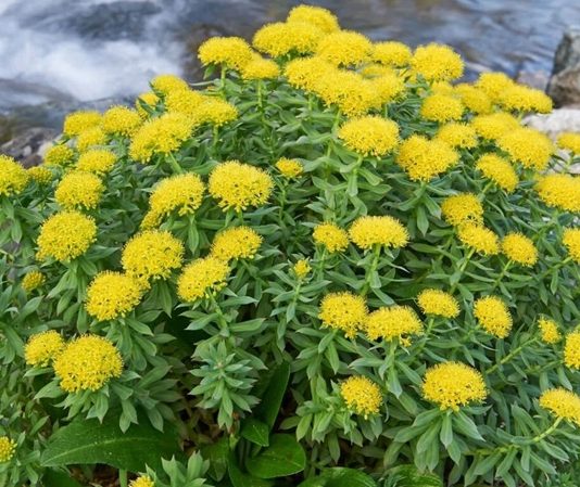 Rodiola, stresle mücadelede ve enerji artırıcı özellikleriyle bilinen, geleneksel tıpta yüzyıllardır kullanılan bir bitkidir. Soğuk iklim bitkisi olan rodiola, özellikle Kuzey Avrupa ve Asya’nın dağlık bölgelerinde yetişir. Bitkinin kök kısmı, içerdiği antioksidan, flavonoid ve aktif bileşikler sayesinde zihinsel ve fiziksel dayanıklılığı artırmak için kullanılır. Son yıllarda modern araştırmalar da rodiolanın adaptogen etkilerini destekleyerek, stres yönetimi ve enerji metabolizmasında etkili olduğunu göstermektedir. Konulu bir haber görseli.