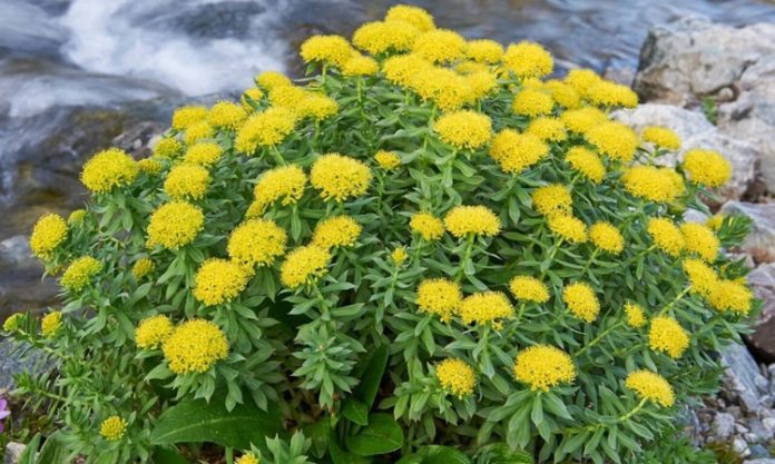 Rodiola Nedir Rodiola'nın Faydaları Nelerdir Rodiola, stresle mücadelede ve enerji artırıcı özellikleriyle bilinen, geleneksel tıpta yüzyıllardır kullanılan bir bitkidir. Soğuk iklim bitkisi olan rodiola, özellikle Kuzey Avrupa ve Asya’nın dağlık bölgelerinde yetişir. Bitkinin kök kısmı, içerdiği antioksidan, flavonoid ve aktif bileşikler sayesinde zihinsel ve fiziksel dayanıklılığı artırmak için kullanılır. Son yıllarda modern araştırmalar da rodiolanın adaptogen etkilerini destekleyerek, stres yönetimi ve enerji metabolizmasında etkili olduğunu göstermektedir. Konulu bir haber görseli.