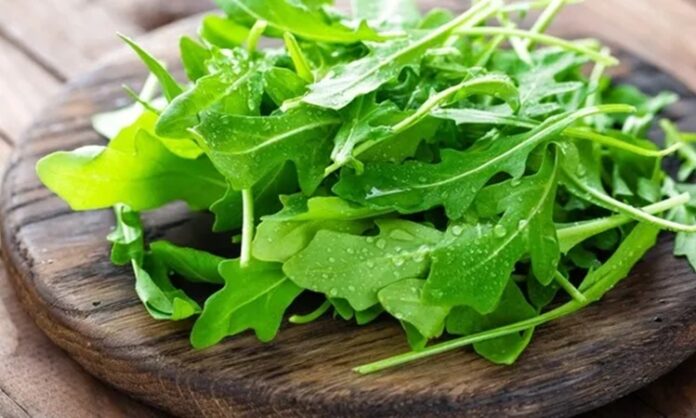 Akdeniz mutfağının vazgeçilmez yeşilliklerinden biri olan Roka, kendine has hafif acı ve keskin tadıyla özellikle salatalarda ve balık sofralarında sıkça tercih edilir. İnce yapraklı yapısı ve güçlü aromasıyla dikkat çeken bu bitki, sadece lezzetiyle değil, aynı zamanda besin değeriyle de ön plana çıkar. Peki Roka nedir ve neden sağlıklı beslenme programlarında önemli bir yer tutar? Konulu bir haber görseli.