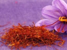 Dünyanın en değerli baharatları arasında gösterilen Safran, hem aroması hem de üretim sürecinin zahmetli olması nedeniyle “kırmızı altın” olarak anılmaktadır. Bilimsel adı Crocus sativus olan bu bitki, mor renkli çiçeklerin içindeki ince kırmızı iplikçiklerden elde edilir. Bu iplikçikler toplanıp kurutularak baharat haline getirilir. Oldukça hassas bir hasat sürecine sahip olan Safran, gramla satılan ve yüksek ekonomik değeri olan bir üründür. Konulu bir haber görseli.