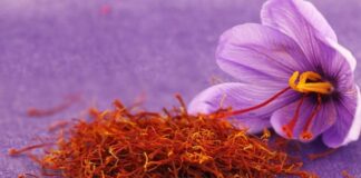 Dünyanın en değerli baharatları arasında gösterilen Safran, hem aroması hem de üretim sürecinin zahmetli olması nedeniyle “kırmızı altın” olarak anılmaktadır. Bilimsel adı Crocus sativus olan bu bitki, mor renkli çiçeklerin içindeki ince kırmızı iplikçiklerden elde edilir. Bu iplikçikler toplanıp kurutularak baharat haline getirilir. Oldukça hassas bir hasat sürecine sahip olan Safran, gramla satılan ve yüksek ekonomik değeri olan bir üründür. Konulu bir haber görseli.